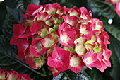 Hydrangea macrophylla, rot