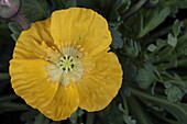 Papaver nudicaule