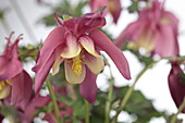 Aquilegia caerulea Spring Magic® Rose & Ivory