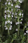 Thymus vulgaris