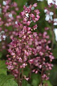 Heuchera x cultorum