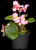 Begonia semperflorens, pink