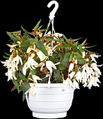 Begonia pendula, weiß