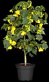 Abutilon, stem