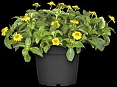 Sanvitalia procumbens, yellow