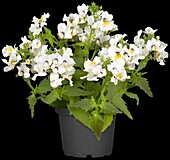 Nemesia