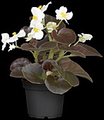 Begonia semperflorens, white