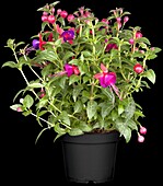 Fuchsia hybrid