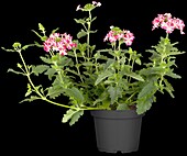 Verbena, pink-white