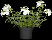 Verbena, white