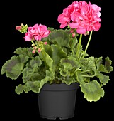 Pelargonium zonale