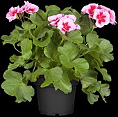 Pelargonium zonale