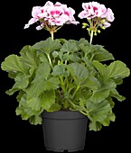 Pelargonium zonale