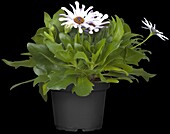 Osteospermum 'SUNNY'®