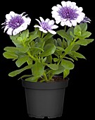 Osteospermum ecklonis FlowerPower® 'Violett Ice'