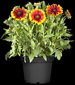 Gaillardia aristata