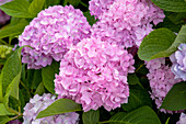 Hydrangea 'Endless Summer'®