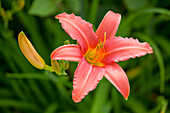 Lilium Asiatic