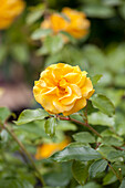 Shrub rose