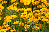 Coreopsis grandiflora