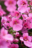 Diascia vigilis 'Little`s Dancer'