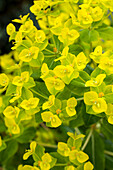 Euphorbia cornigera 'Goldener Turm'