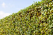Ligustrum vulgare - hedge