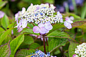 Hydrangea serrata 'Maiko'