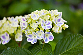 Hydrangea macrophylla 'Peppermint'®