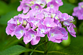 Hydrangea macrophylla