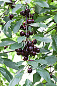 Prunus avium 'Regina'