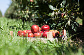 Malus domestica 'Red Prince®'