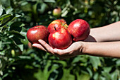 Malus domestica 'Red Prince®'