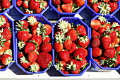 Strawberries