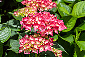 Hydrangea macrophylla, red flowers