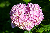 Hydrangea macrophylla, rosa