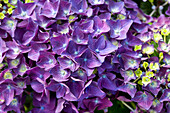Hydrangea macrophylla 'Deep Purple Dance'®