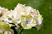 Hydrangea macrophylla 'Magical Noblesse'®