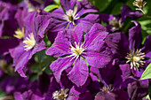 Clematis viticella 'Etoile Violette'