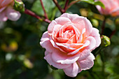 Rosa 'Pirouette™'