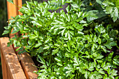 Petroselinum crispum (glatt)