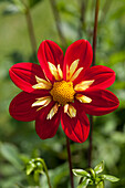 Dahlia 'Ann Breckenfelder'