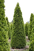 Thuja occidentalis 'Smaragd'