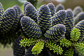 Abies koreana