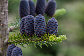 Abies koreana