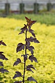 Physocarpus opulifolius