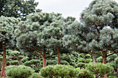 Pinus