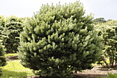 Pinus sylvestris Waterii