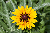 Rudbeckia hirta 'Denver Daisy'