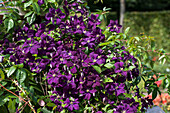 Clematis, violett